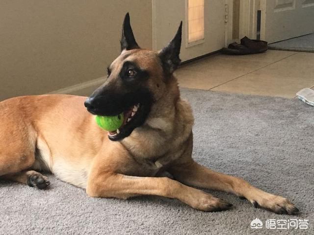 民间大头德牧论坛:德牧犬、东德犬、马犬、昆明犬相比，哪个最适合家养？