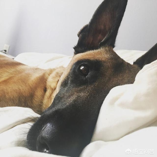 民间大头德牧论坛:德牧犬、东德犬、马犬、昆明犬相比，哪个最适合家养？