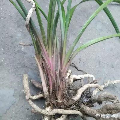 怎样分辨野生的下山兰花？