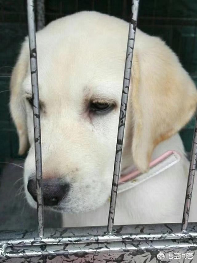 狗窝:怎样训练狗狗习惯睡狗窝？