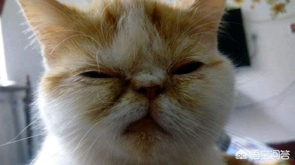 宠物级加菲猫价格:加菲猫与橘猫的混血大约值多少钱？