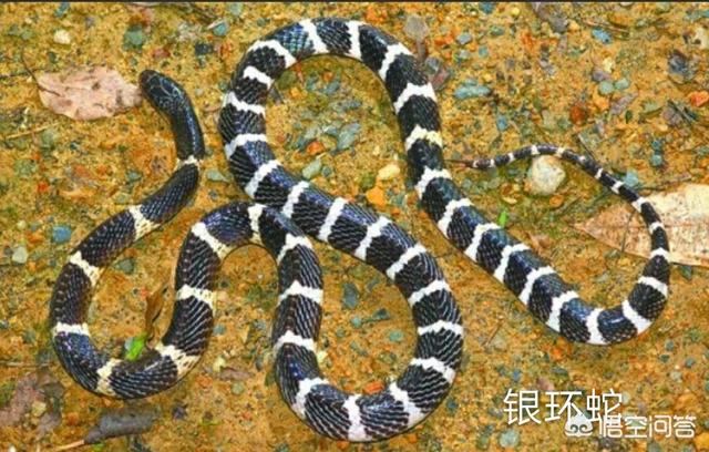 谁发现莽山烙铁头蛇:头是三角形的蛇是什么蛇？