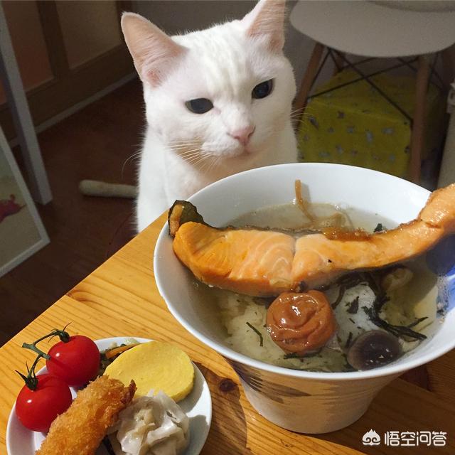 有鱼猫粮:我家的猫咪不吃鱼只吃猫粮，什么办法可以改变现状？ 有鱼猫粮,老阳测评