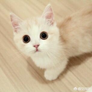 一个月大小猫 福来恩:怎样让猫咪度过新环境的适应期？