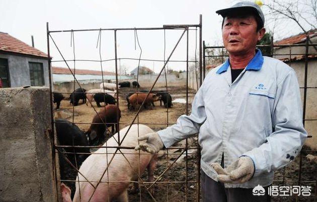 有80万存款,投资养猪场怎么样？