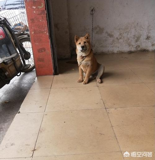 柴犬世界上最丑的狗:柴犬和土狗长得像，土狗也不丑，为什么土狗的命运那么低等？