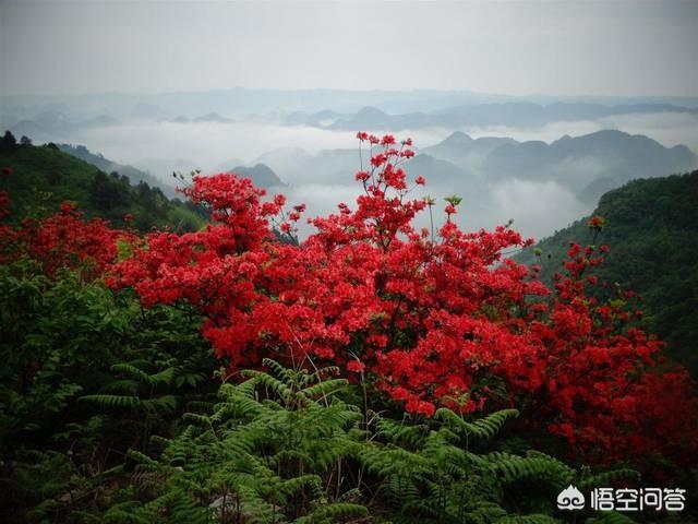 紫色杜鹃花是否有毒:杜鹃花新芽叶都是红色的，是什么品种？怎么养？