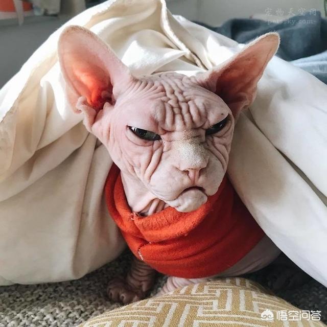 加拿大无毛猫:为什么会有人喜欢养加拿大无毛猫
