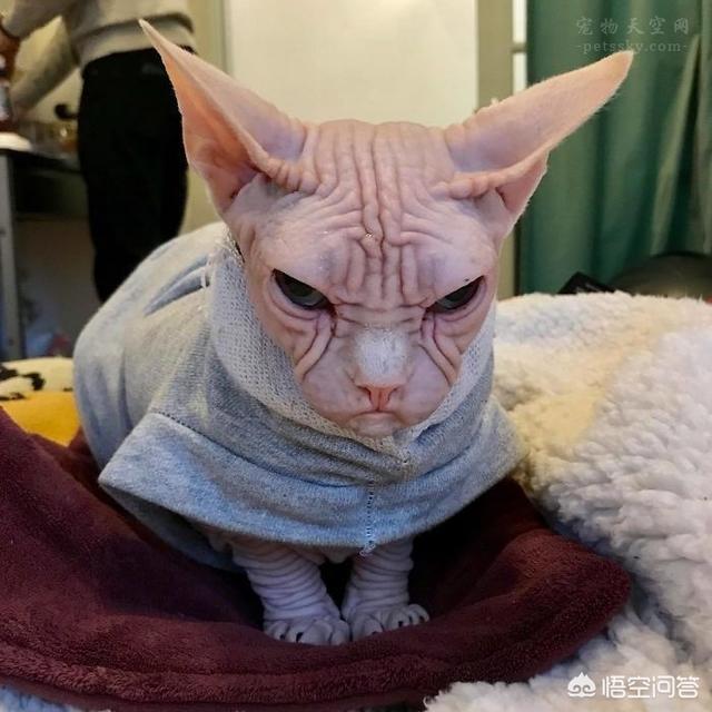 加拿大无毛猫:为什么会有人喜欢养加拿大无毛猫