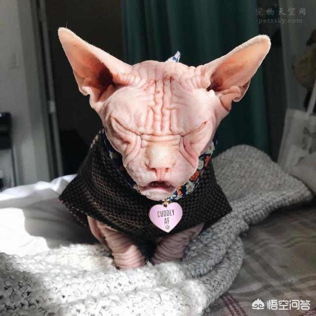 加拿大无毛猫:为什么会有人喜欢养加拿大无毛猫