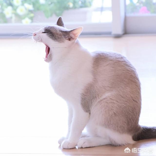 猫会说话:猫有哪些比较明显的肢体语言？