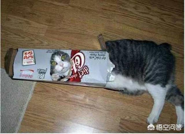 猫咪睡在猫砂盆:猫在什么情况下会拉在猫砂盆外边？