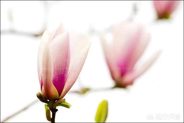 玉都有什么颜色,玉兰花有几种颜色，你认为哪种颜色最好看？