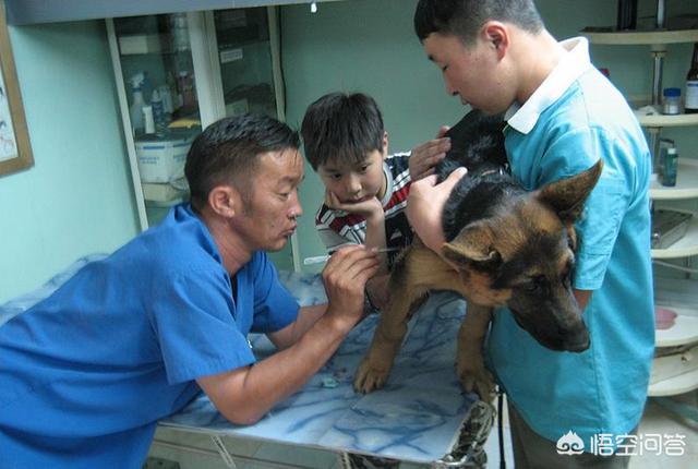 济南皇家宠物医院怎么样:宠物医院看病动不动几千元，花费巨大，医院为何“任性”收费？ 济南爱侣宠物医院怎么样