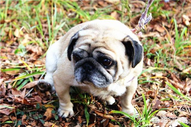巴哥犬的喂养:饲养的巴哥犬掉毛很厉害，是什么原因导致的？