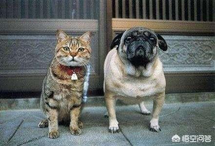巴哥犬的喂养:饲养的巴哥犬掉毛很厉害，是什么原因导致的？