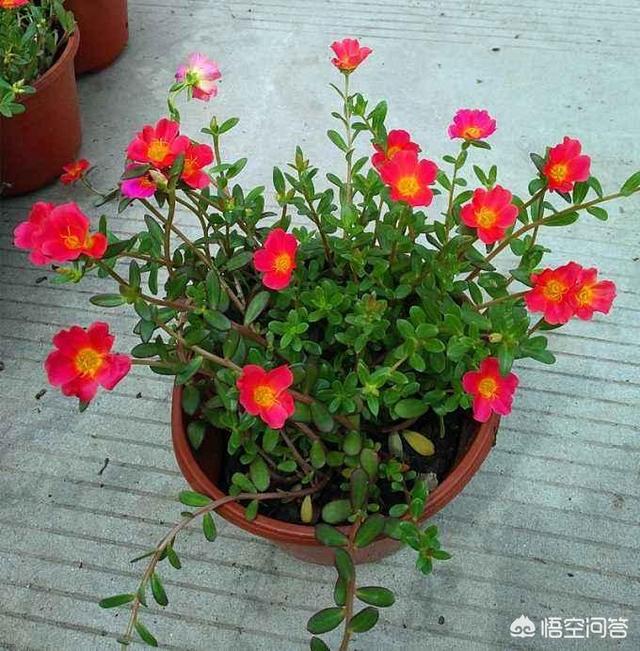 凤尾兰的图片:哪些植物耐晒，可以长期放在阳台？