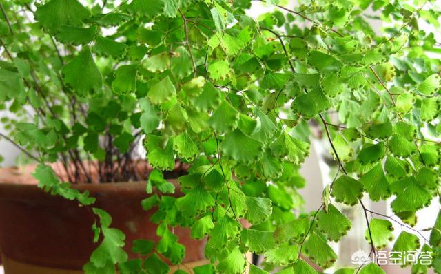 铁线蕨图片:新买的一盆铁线蕨，种植好需要注意什么？