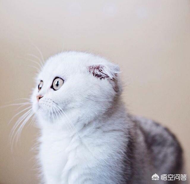 买猫别墅好还是猫爬架:为什么高层养猫要封窗封阳台？