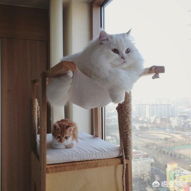 买猫别墅好还是猫爬架:为什么高层养猫要封窗封阳台？