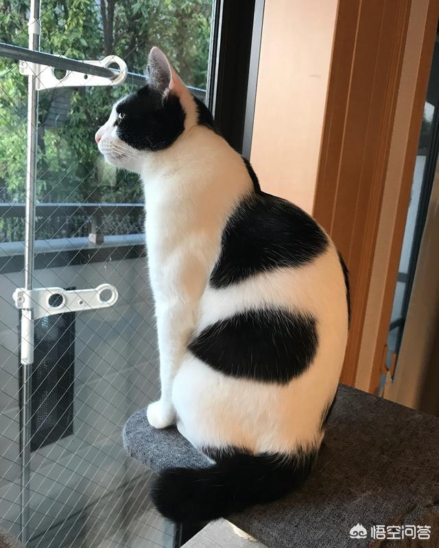 领养猫:领养猫咪前需要准备什么？