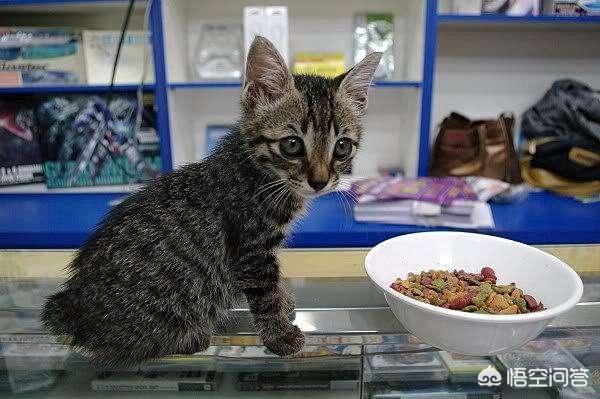 两只超萌猫咪图片:野猫跑到家里生了两只小猫，该怎么办？