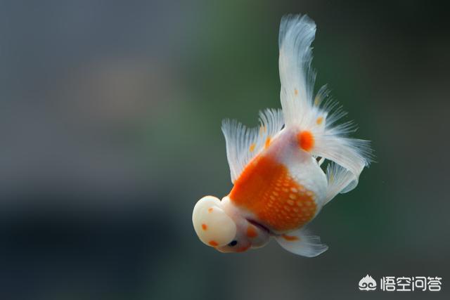 金鱼炸鳞传染其他鱼吗:珍珠金鱼能跟别的鱼混养吗？掉了的鳞能长回来吗？