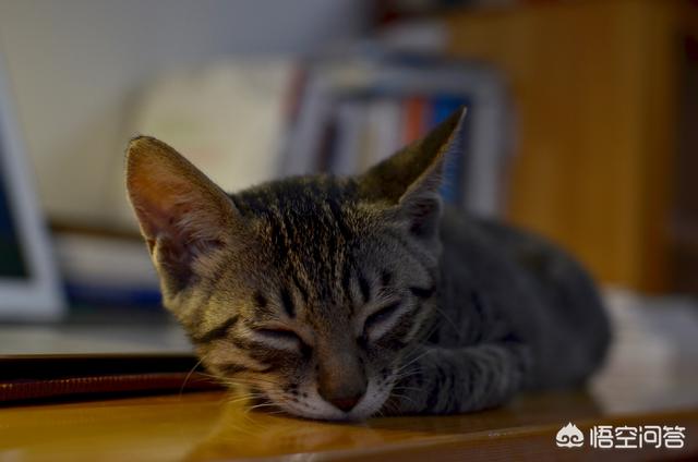 收养流浪猫 弓形虫:收养一只流浪猫需要做什么？需要驱虫打针吗？