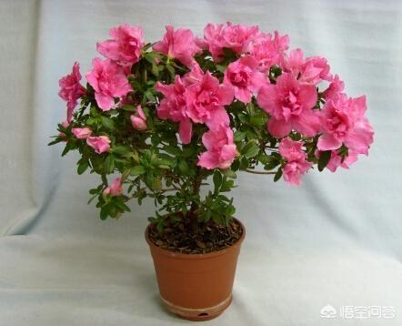 四季杜鹃花夏天怎么养:杜鹃花怎么养才能到明年继续开花？