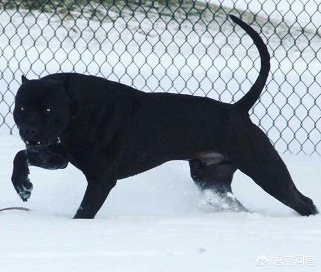 土佐斗犬能养吗:世上攻击性强烈的犬种有哪些？