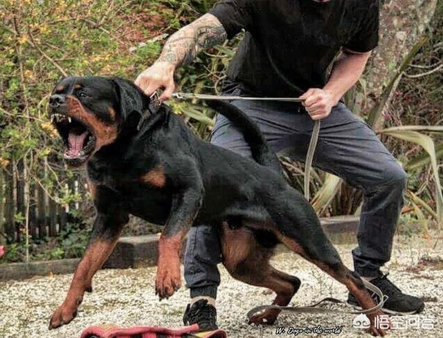 纽波利顿獒犬和卡斯罗:有什么狗狗是体质比较好、不容易生病的？
