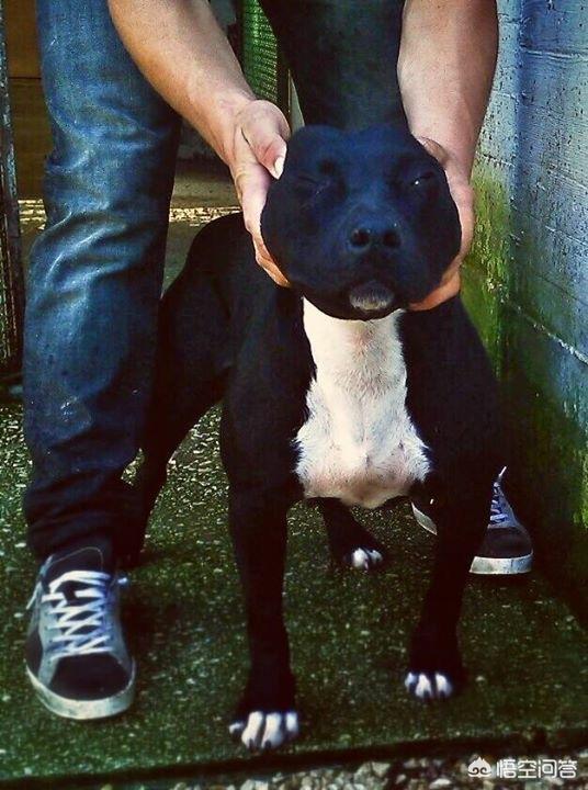 纽波利顿獒犬和卡斯罗:有什么狗狗是体质比较好、不容易生病的？