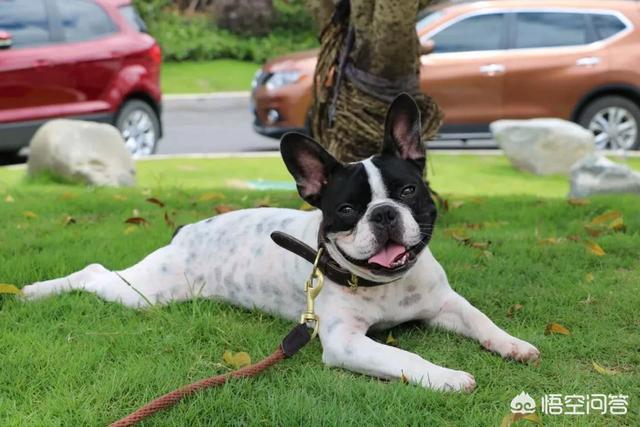 杭州喜乐蒂牧羊犬:喜乐蒂牧羊犬和苏格兰牧羊犬有什么区别？怎么鉴别呢？