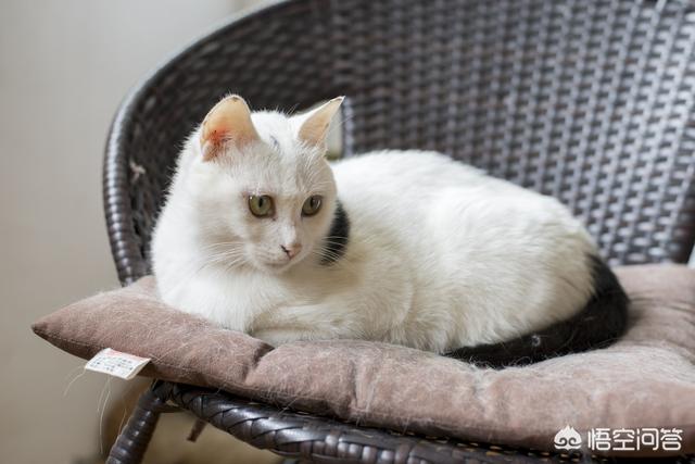 孟加拉猫聪明吗:见过最聪明的猫是什么样的？