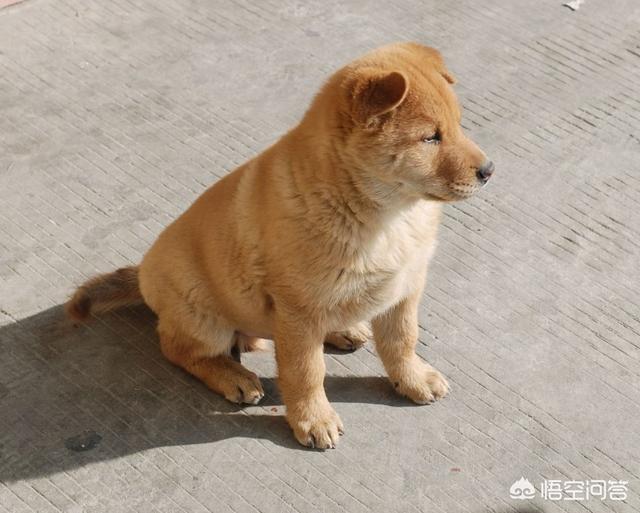 中国冠毛犬图片:哪些品种的狗狗是中国狗？