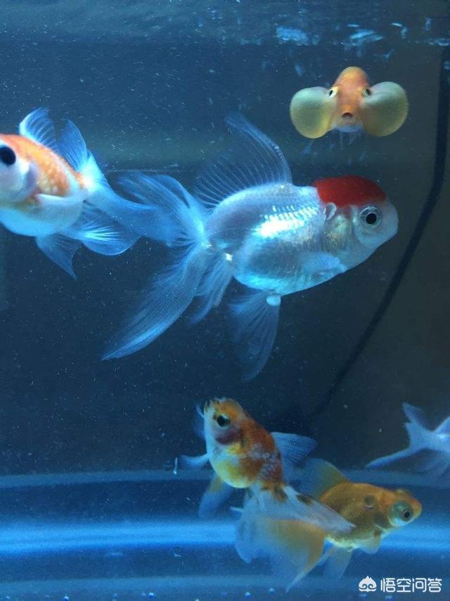 头条问答 鱼缸过滤循环快对鱼有影响吗 仙塔兰姆龙鱼的回答 0赞