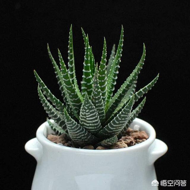 条纹十二卷 是芦荟吗:条纹十二卷和芦荟的区别 条纹十二卷开花了，还长了侧芽怎么办啊？