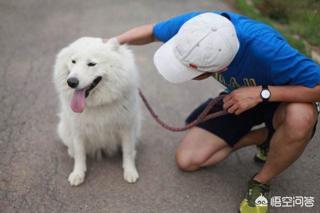 牵引绳:避免狗遛人，如何选择和使用牵引绳？