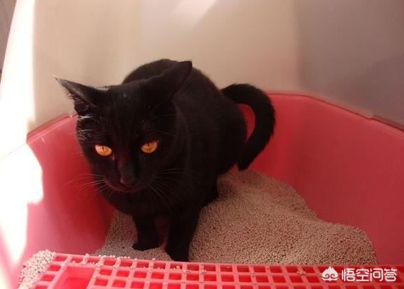 猫牙结石症状:猫牙结石症状图片 如何判断猫咪进入老年期？