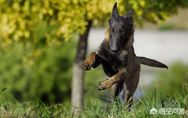 罗得西亚背脊犬打架视频:年龄相仿的罗威纳与马犬打斗，谁更有胜算？