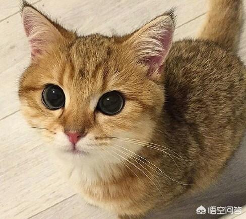 如何养胖橘猫:猫吃什么才可以养的胖胖的？ 两个月的橘猫如何养