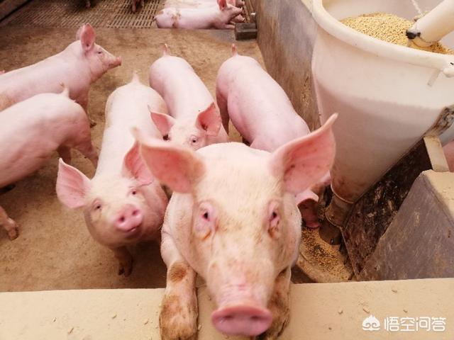 农村养猪投资3-5万可以起来吗？