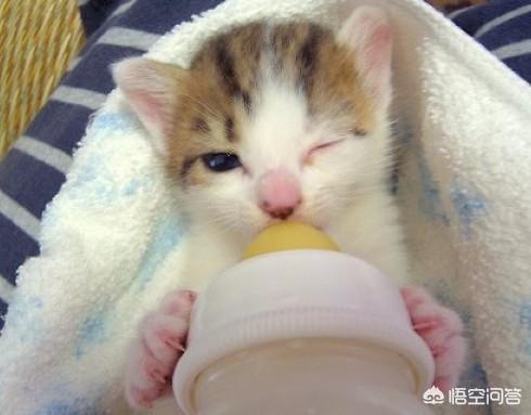 收养流浪猫 弓形虫:流浪猫的幼崽可以收养吗？