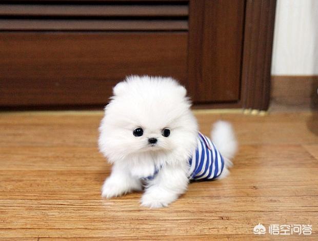 最可爱的博美犬视频:博美犬有什么缺陷？饲养时要注意什么？