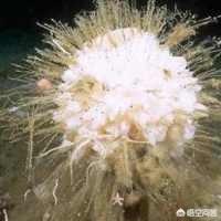 最长寿的动物是什么？