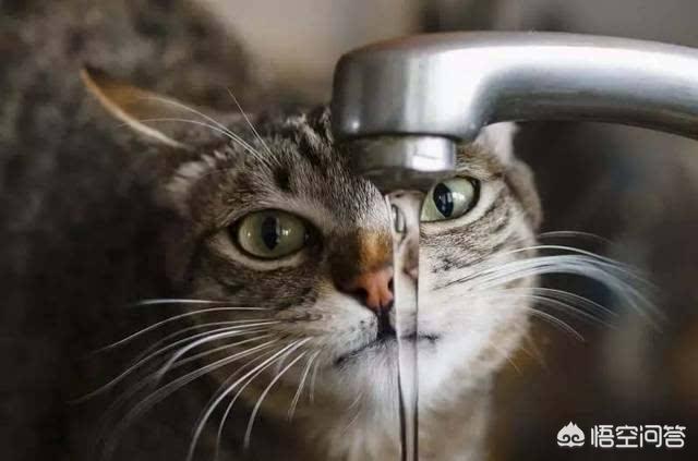 宠物级加菲猫价格:加菲猫与橘猫的混血大约值多少钱？