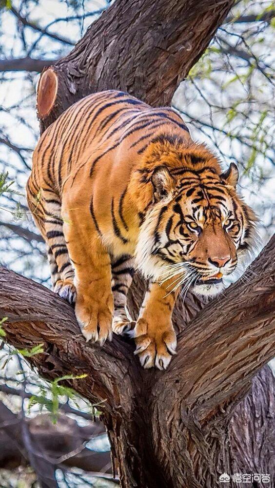 头条问答 - 上联:虎山上画画画画下山虎,下联怎么对?(53个回答)