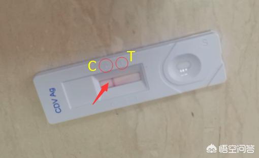 够狗上吐 下泄怎么办:阿拉斯加幼犬又吐又拉怎么办？