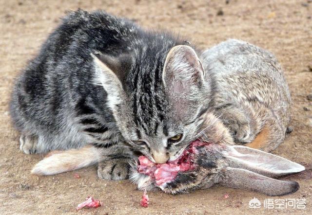 生骨肉 猫咪有约:给猫喂生肉还是熟肉好呢？