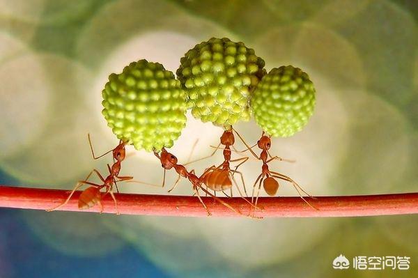 头条问答 蚂蚁是害虫吗 7个回答